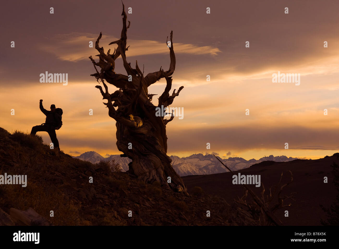 La silhouette d'un randonneur a Bristlecone Pine Tree au coucher du soleil près de l'évêque en Californie Banque D'Images
