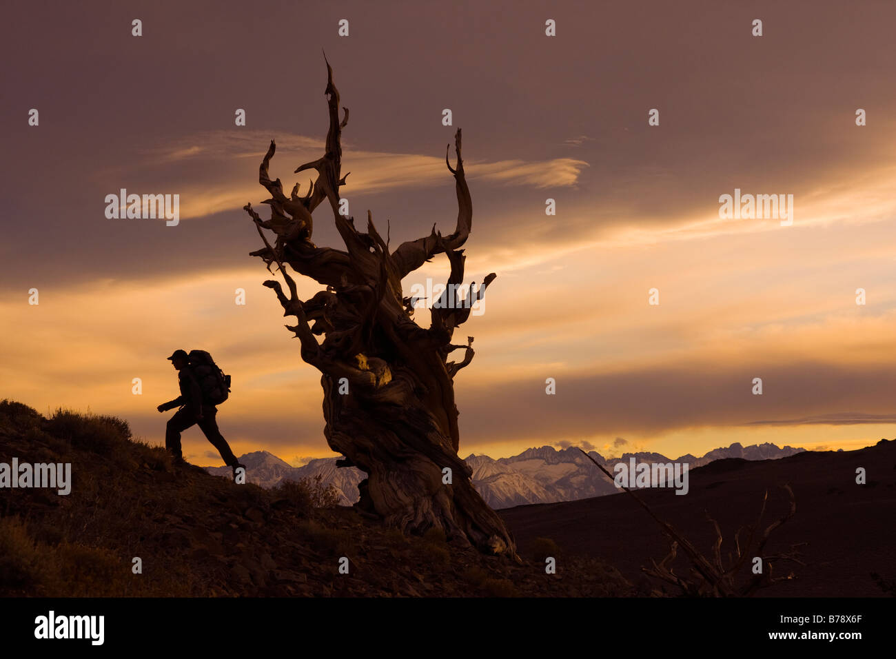 La silhouette d'un randonneur par un Bristlecone Pine Tree au coucher du soleil près de l'évêque en Californie Banque D'Images