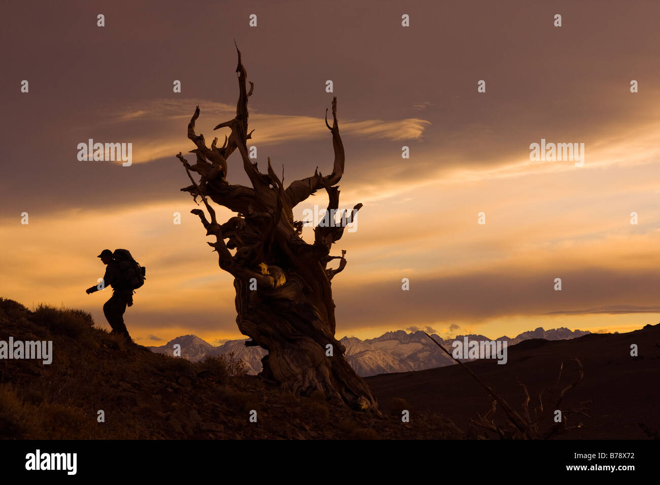 La silhouette d'un randonneur par un Bristlecone Pine Tree au coucher du soleil près de l'évêque en Californie Banque D'Images