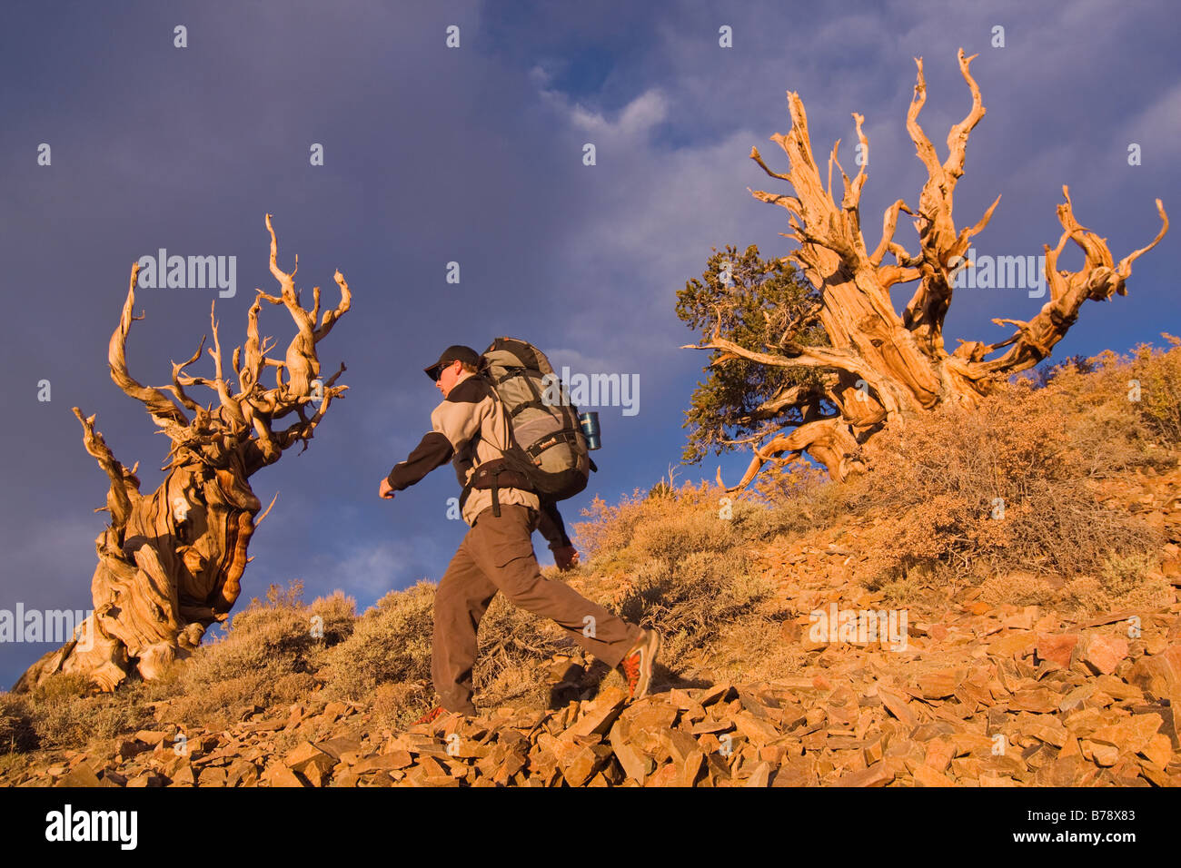 Un randonneur par un Bristlecone Pine Tree au coucher du soleil près de l'évêque en Californie Banque D'Images