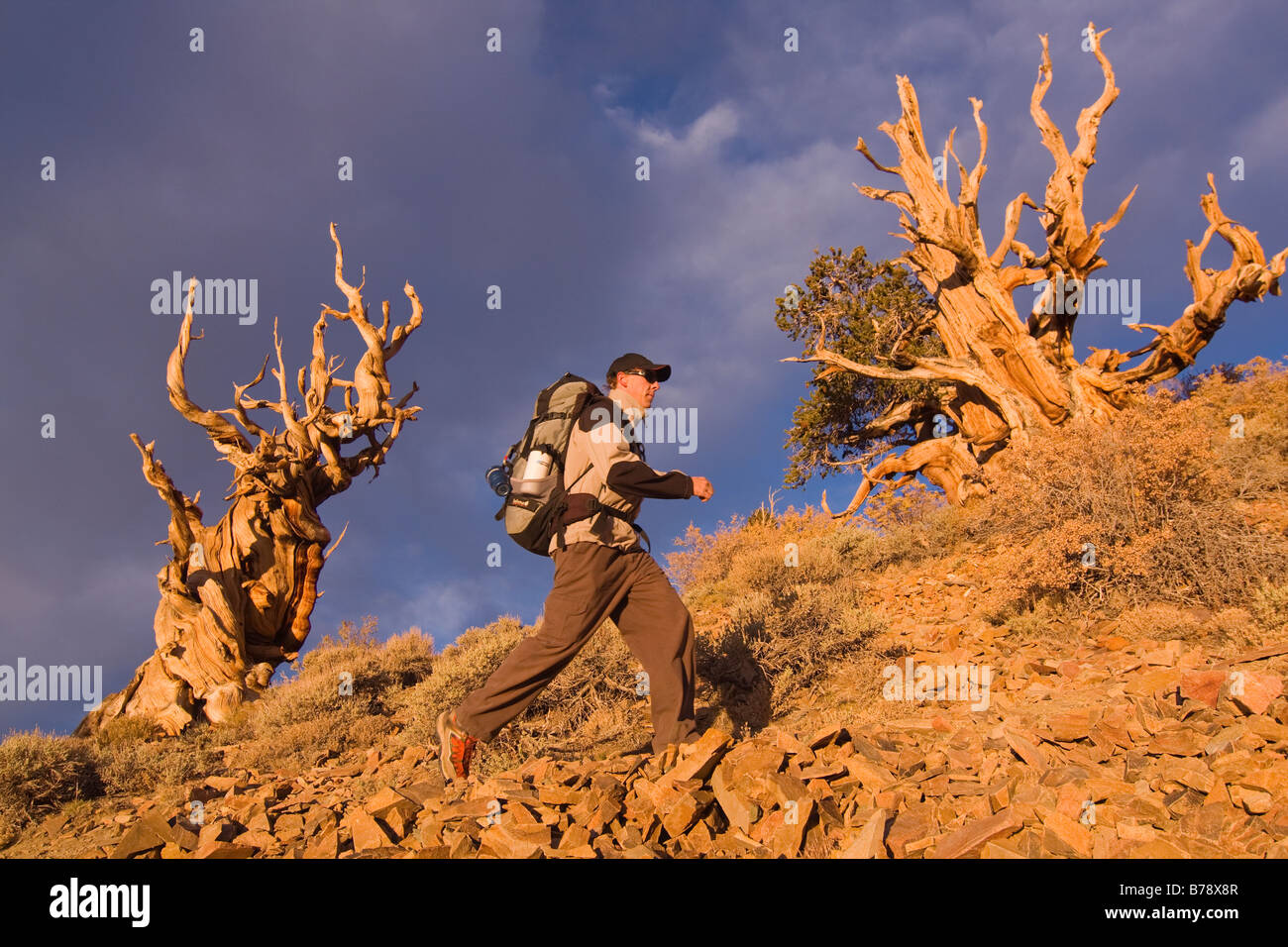 Un randonneur par un Bristlecone Pine Tree au coucher du soleil près de l'évêque en Californie Banque D'Images