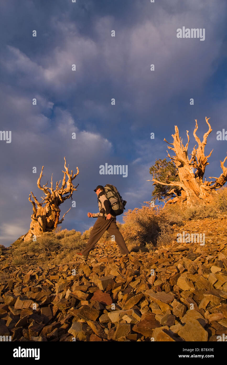 Un randonneur par un Bristlecone Pine Tree au coucher du soleil près de l'évêque en Californie Banque D'Images