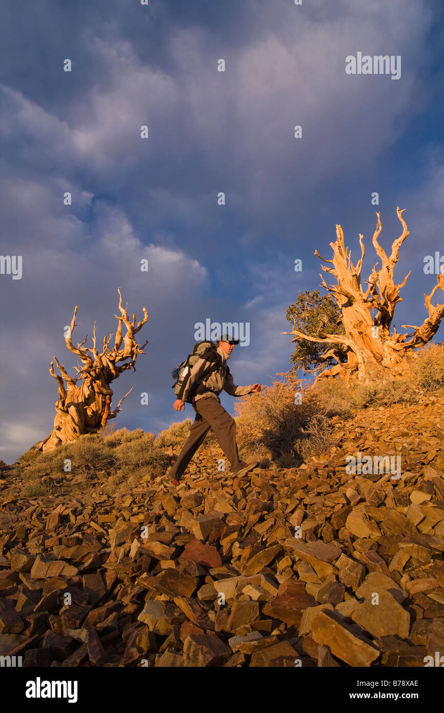 Un randonneur par un Bristlecone Pine Tree au coucher du soleil près de l'évêque en Californie Banque D'Images