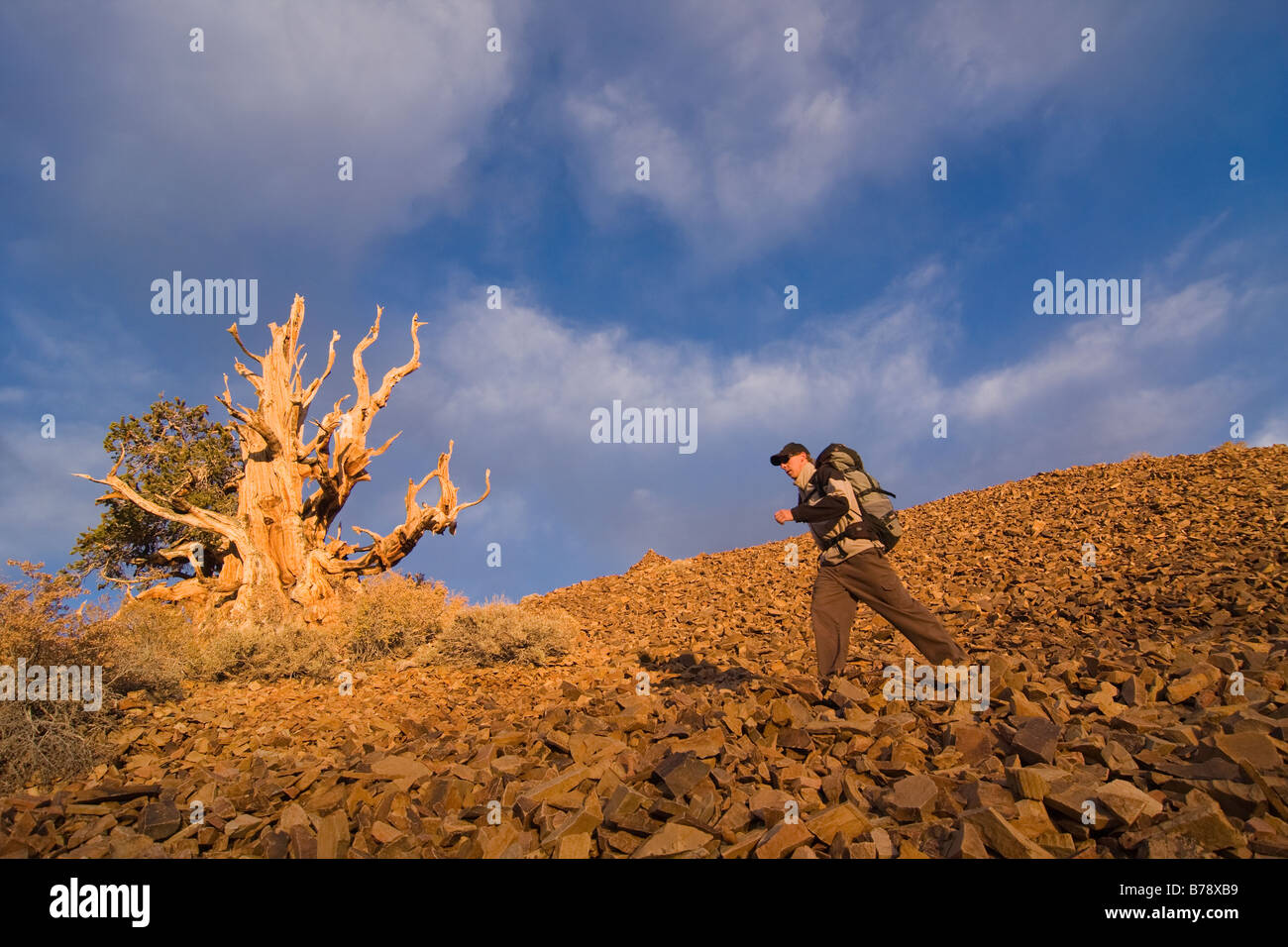 Un randonneur par un Bristlecone Pine Tree au coucher du soleil près de l'évêque en Californie Banque D'Images