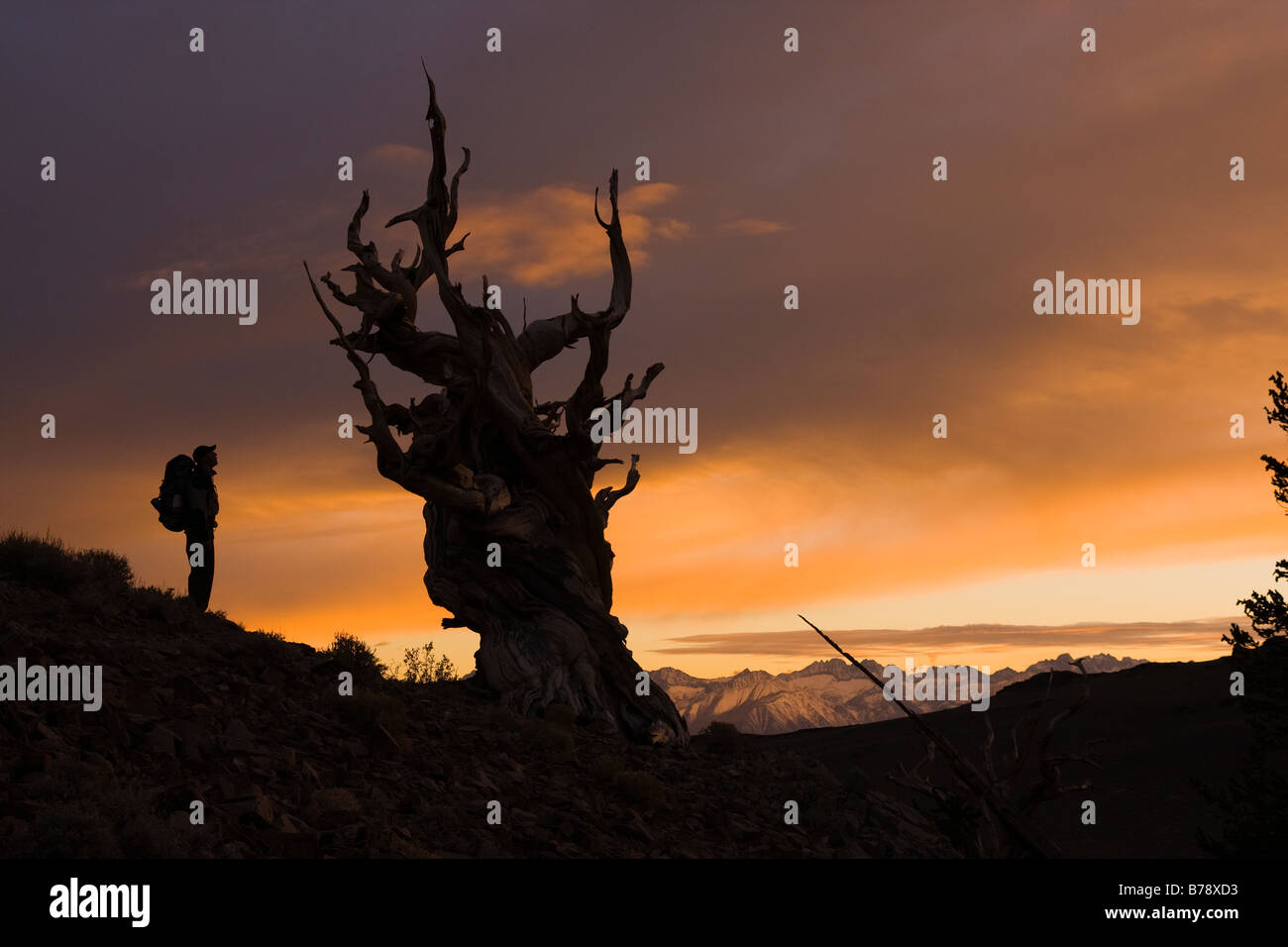 La silhouette d'un randonneur a Bristlecone Pine Tree au coucher du soleil près de l'évêque en Californie Banque D'Images