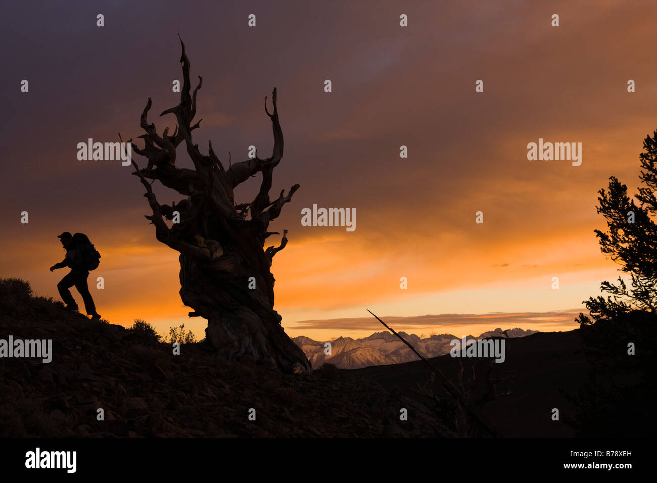 La silhouette d'un randonneur par un Bristlecone Pine Tree au coucher du soleil près de l'évêque en Californie Banque D'Images