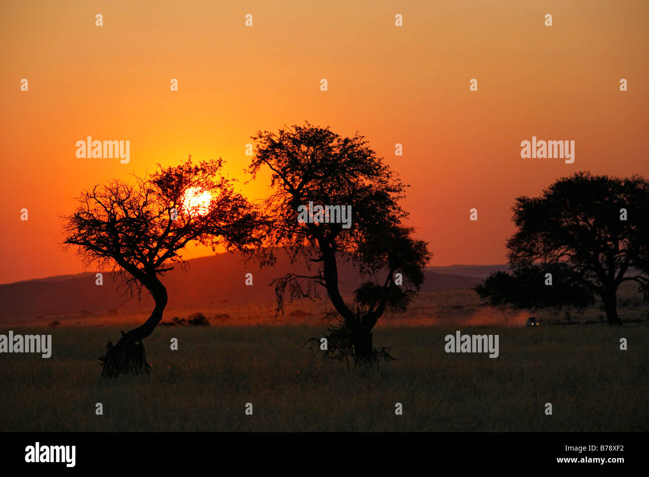 Deux arbres épineux chameau découpé sur un coucher de soleil avec un véhicule soulevant la poussière comme il se déplace le long d'une route de terre Banque D'Images