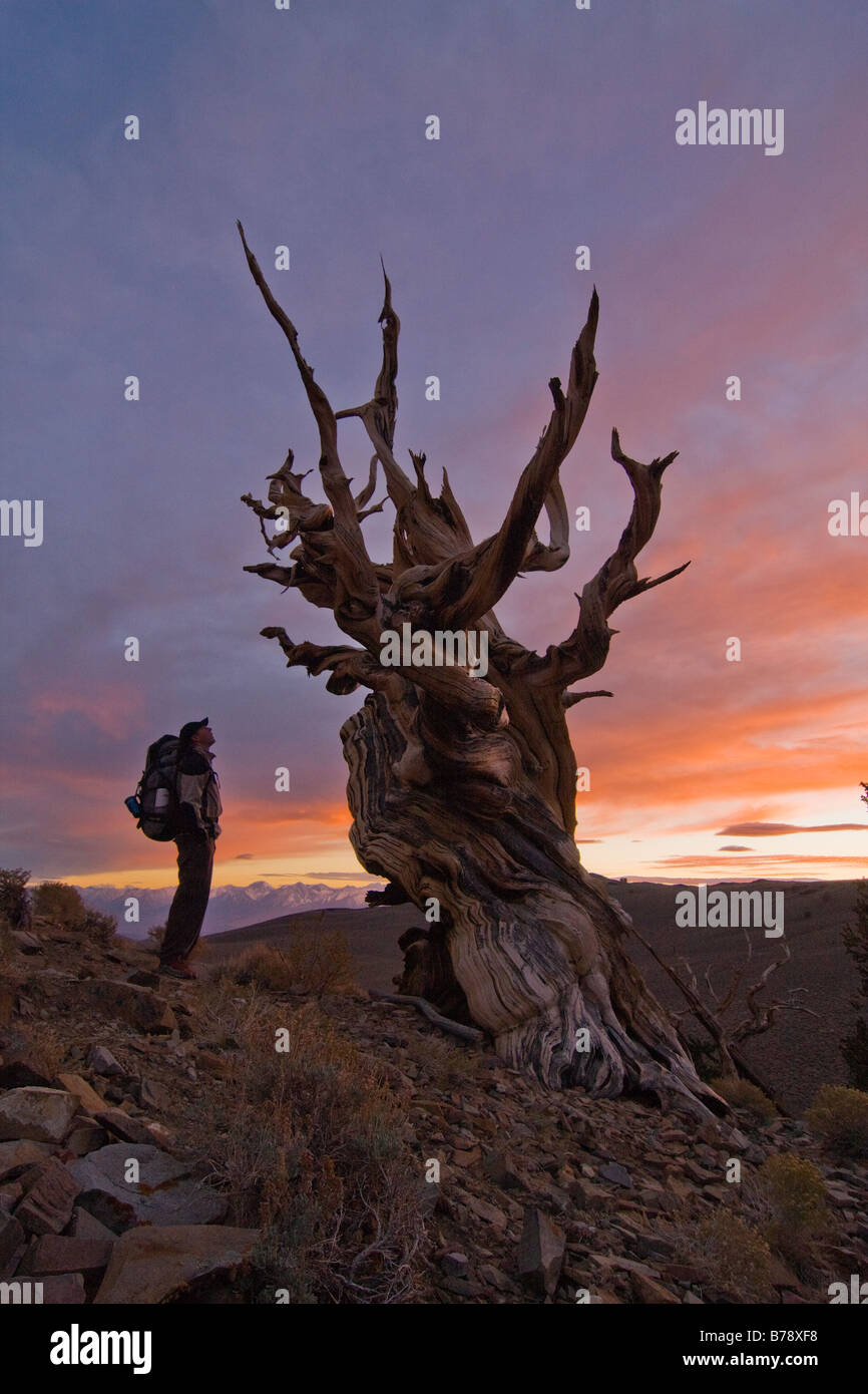 La silhouette d'un randonneur a Bristlecone Pine Tree au coucher du soleil près de l'évêque en Californie Banque D'Images
