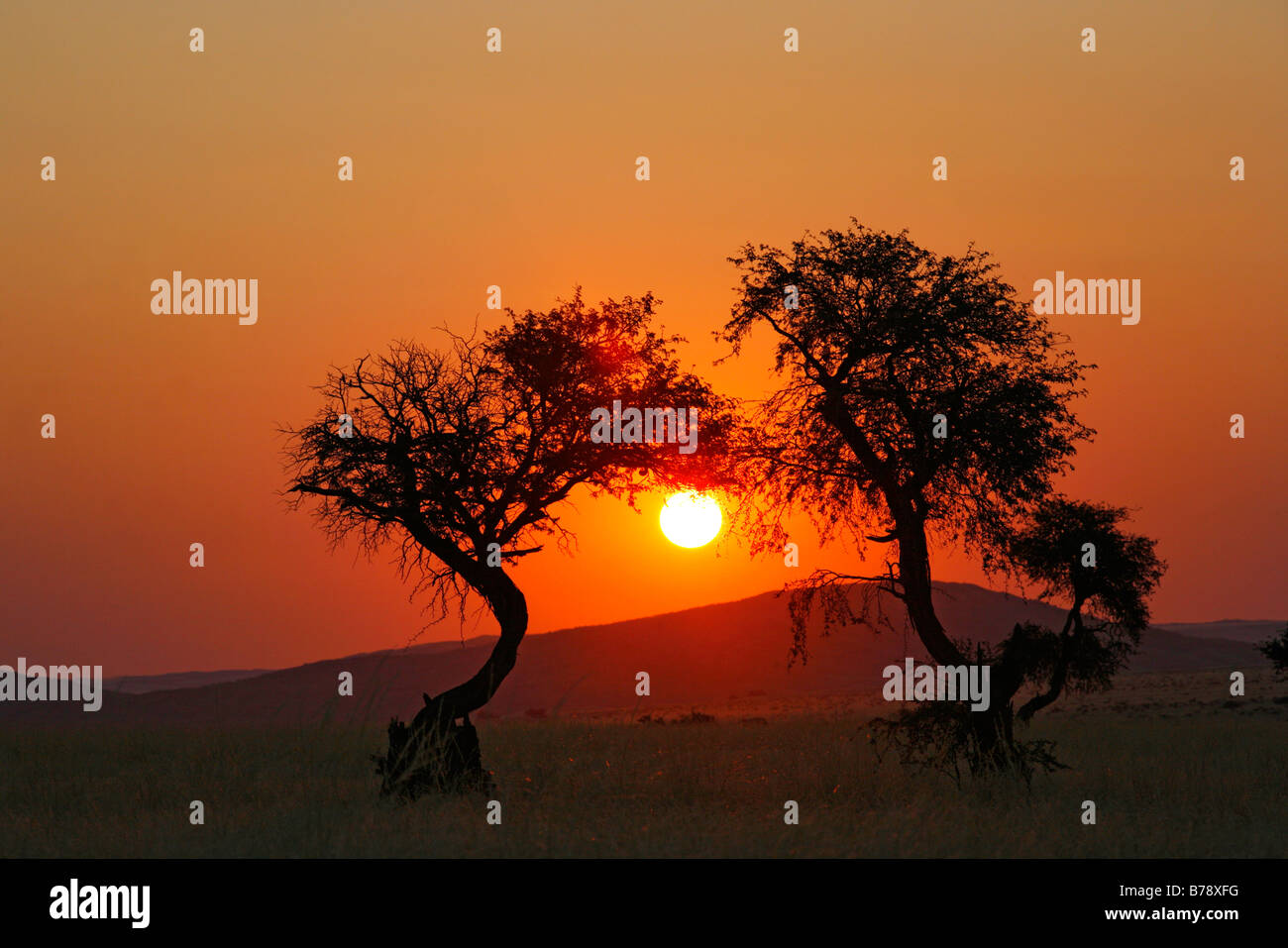 Deux camel thorn arbres silhouetté contre un coucher de soleil dans le désert du Namib Banque D'Images
