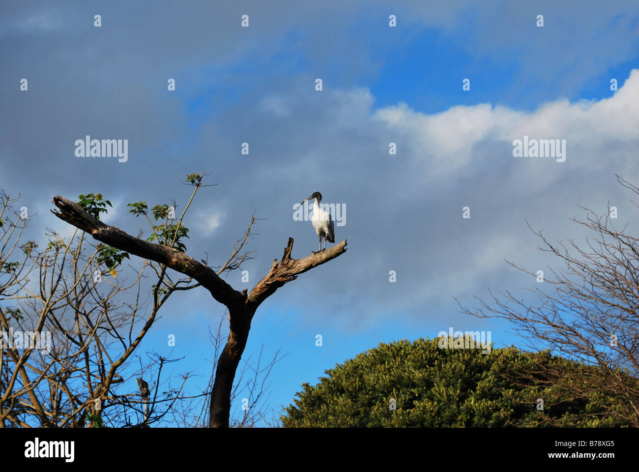 Australian white Ibis Banque D'Images