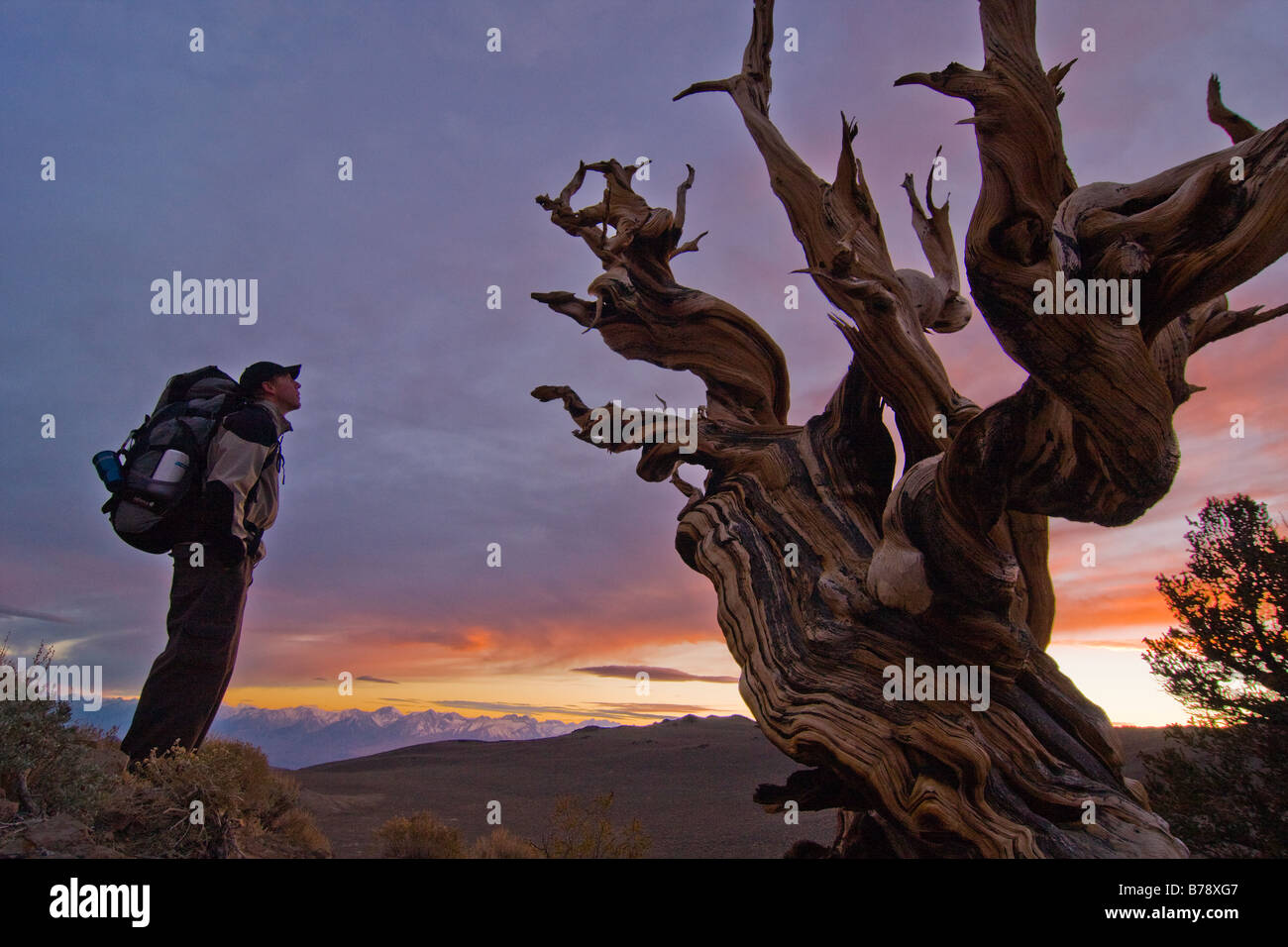 La silhouette d'un randonneur a Bristlecone Pine Tree au coucher du soleil près de l'évêque en Californie Banque D'Images