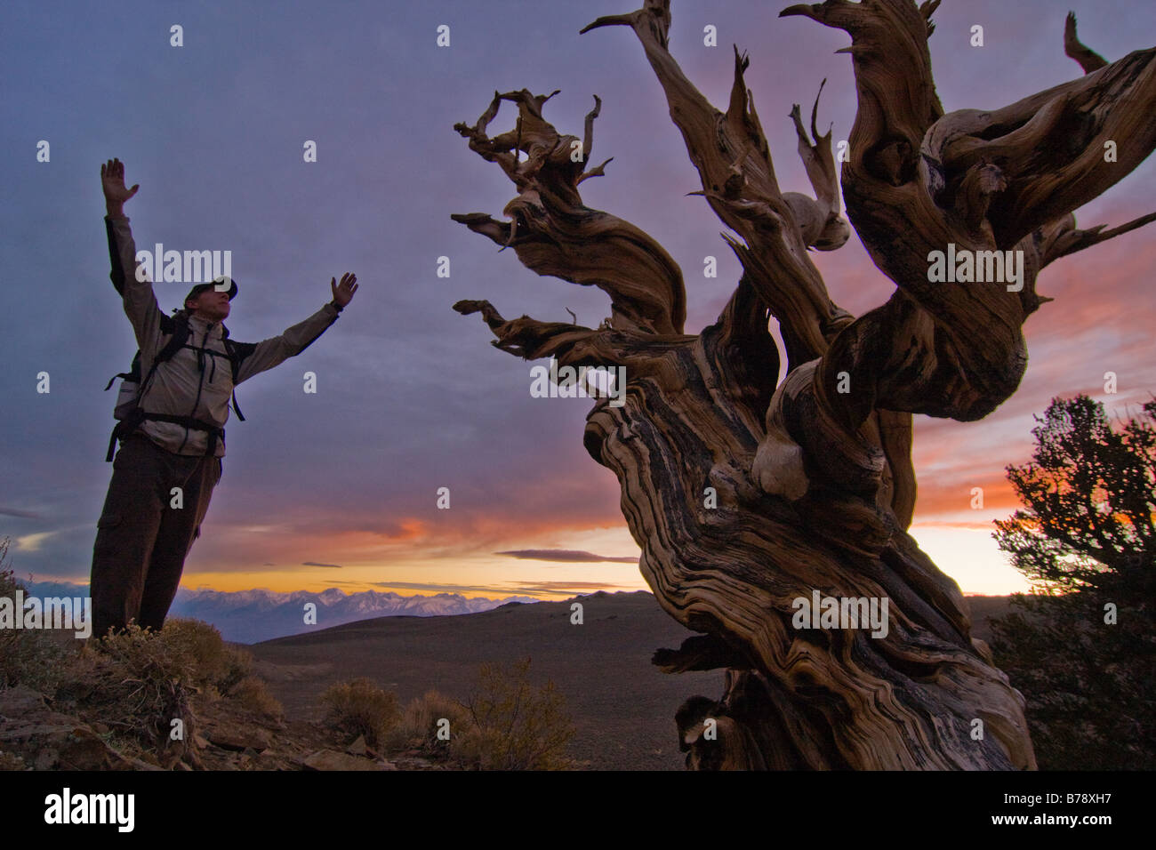 La silhouette d'un randonneur a Bristlecone Pine Tree au coucher du soleil près de l'évêque en Californie Banque D'Images
