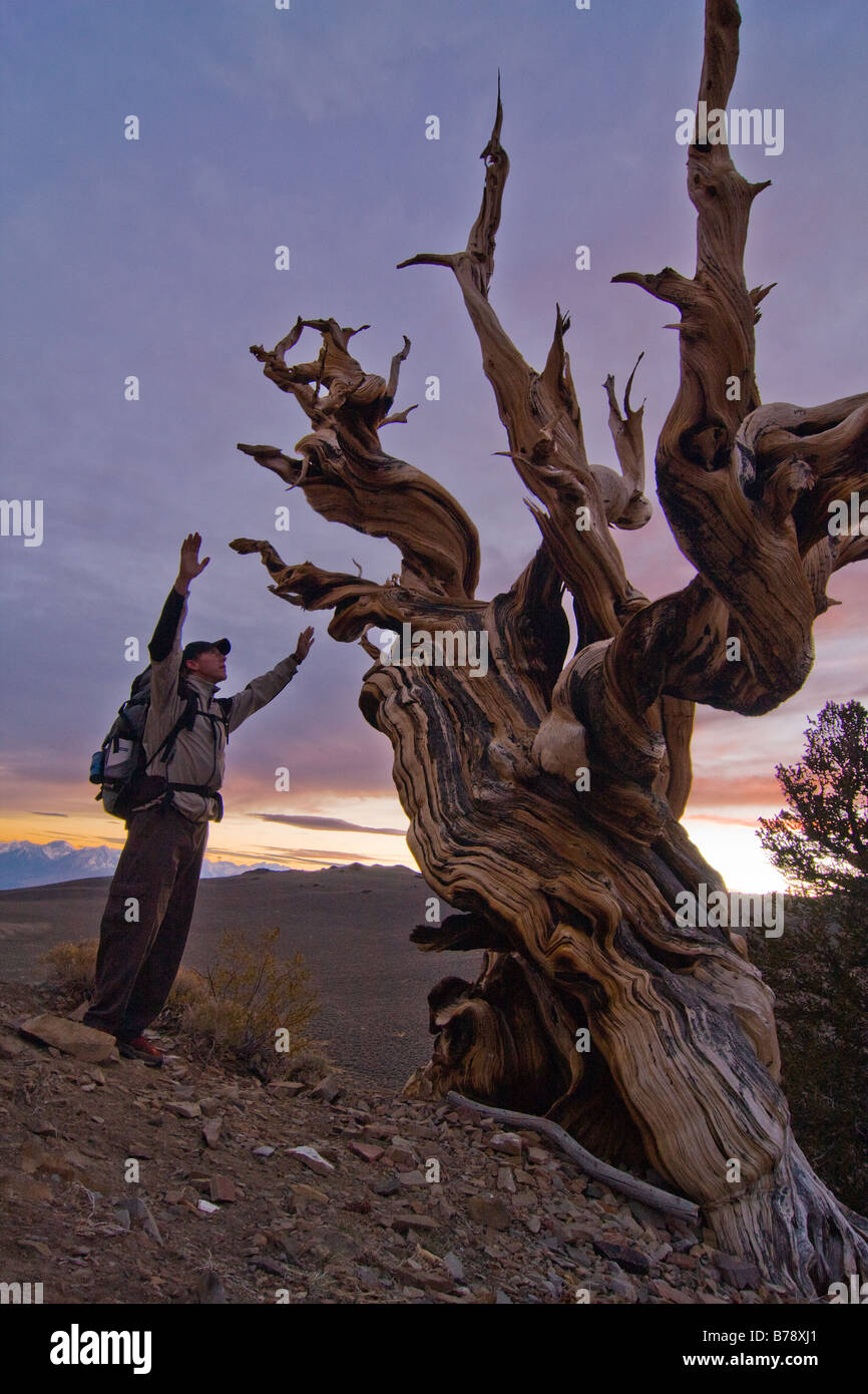 La silhouette d'un randonneur a Bristlecone Pine Tree au coucher du soleil près de l'évêque en Californie Banque D'Images