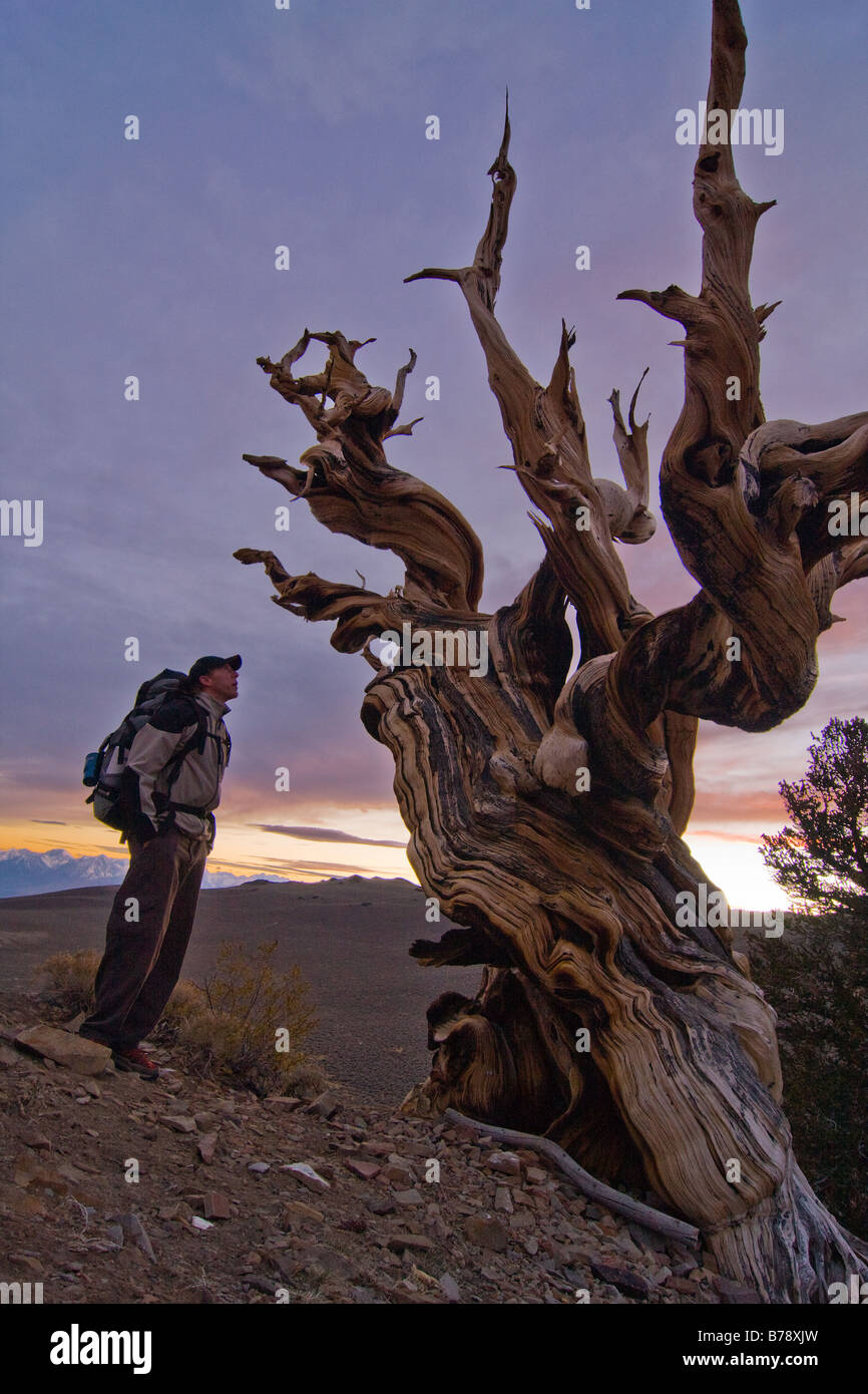 La silhouette d'un randonneur a Bristlecone Pine Tree au coucher du soleil près de l'évêque en Californie Banque D'Images