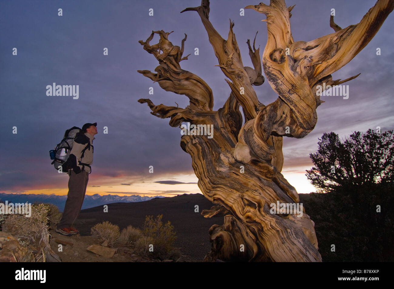 La silhouette d'un randonneur a Bristlecone Pine Tree au coucher du soleil près de l'évêque en Californie Banque D'Images