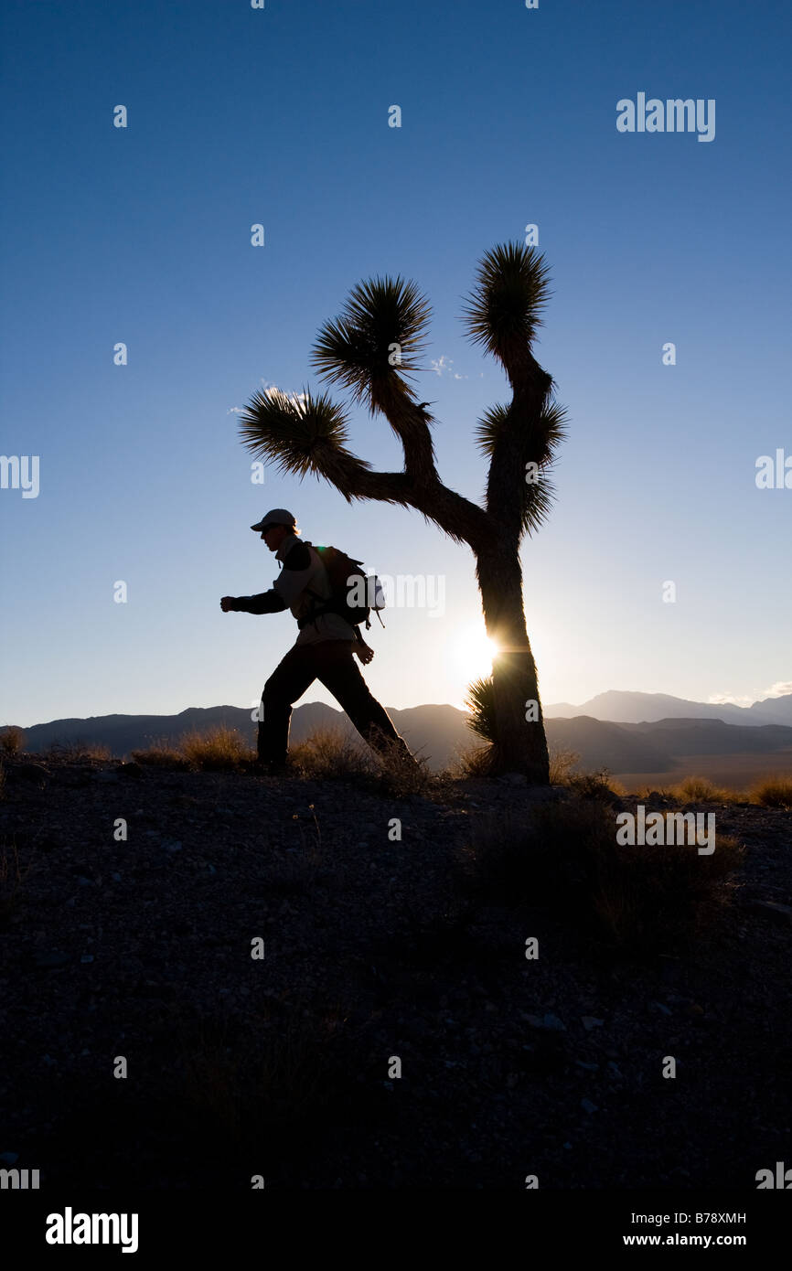 La silhouette d'un randonneur d'un Joshua Tree au coucher du soleil près de Lone Pine en Californie Banque D'Images