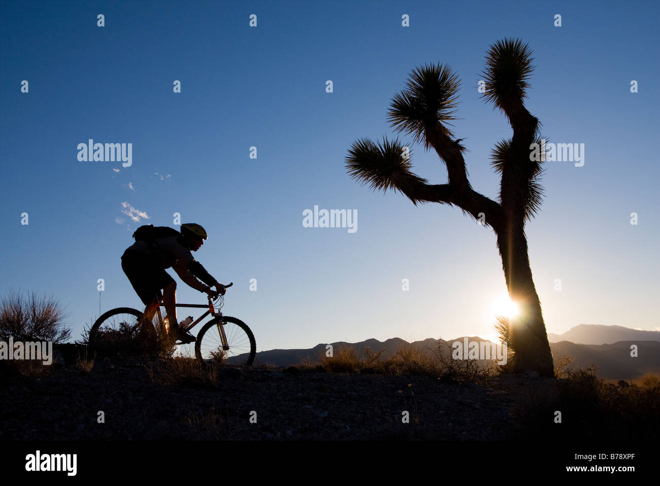 La silhouette d'un motard par un Joshua Tree au coucher du soleil près de Lone Pine en Californie Banque D'Images