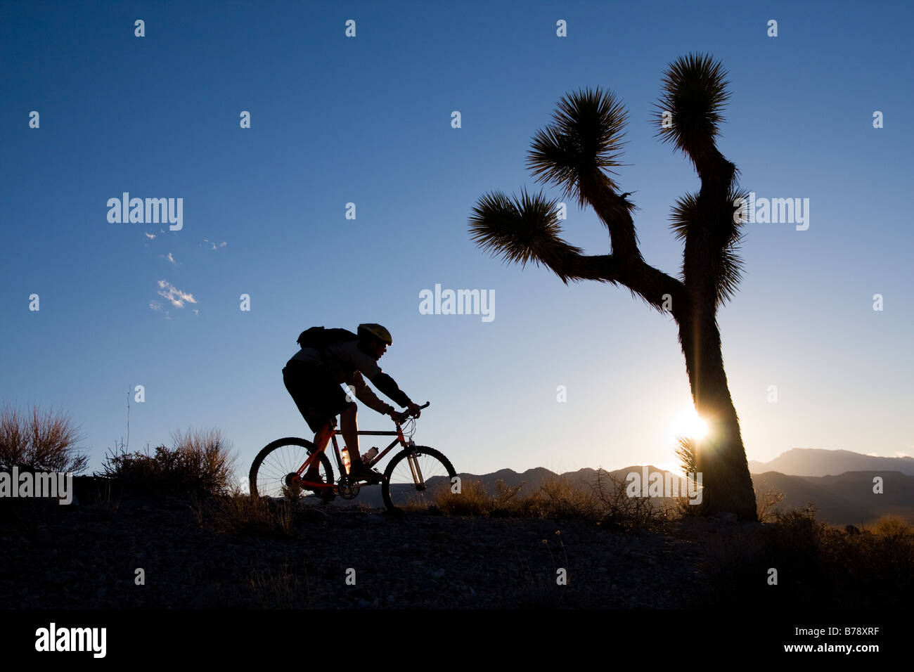 La silhouette d'un motard par un Joshua Tree au coucher du soleil près de Lone Pine en Californie Banque D'Images