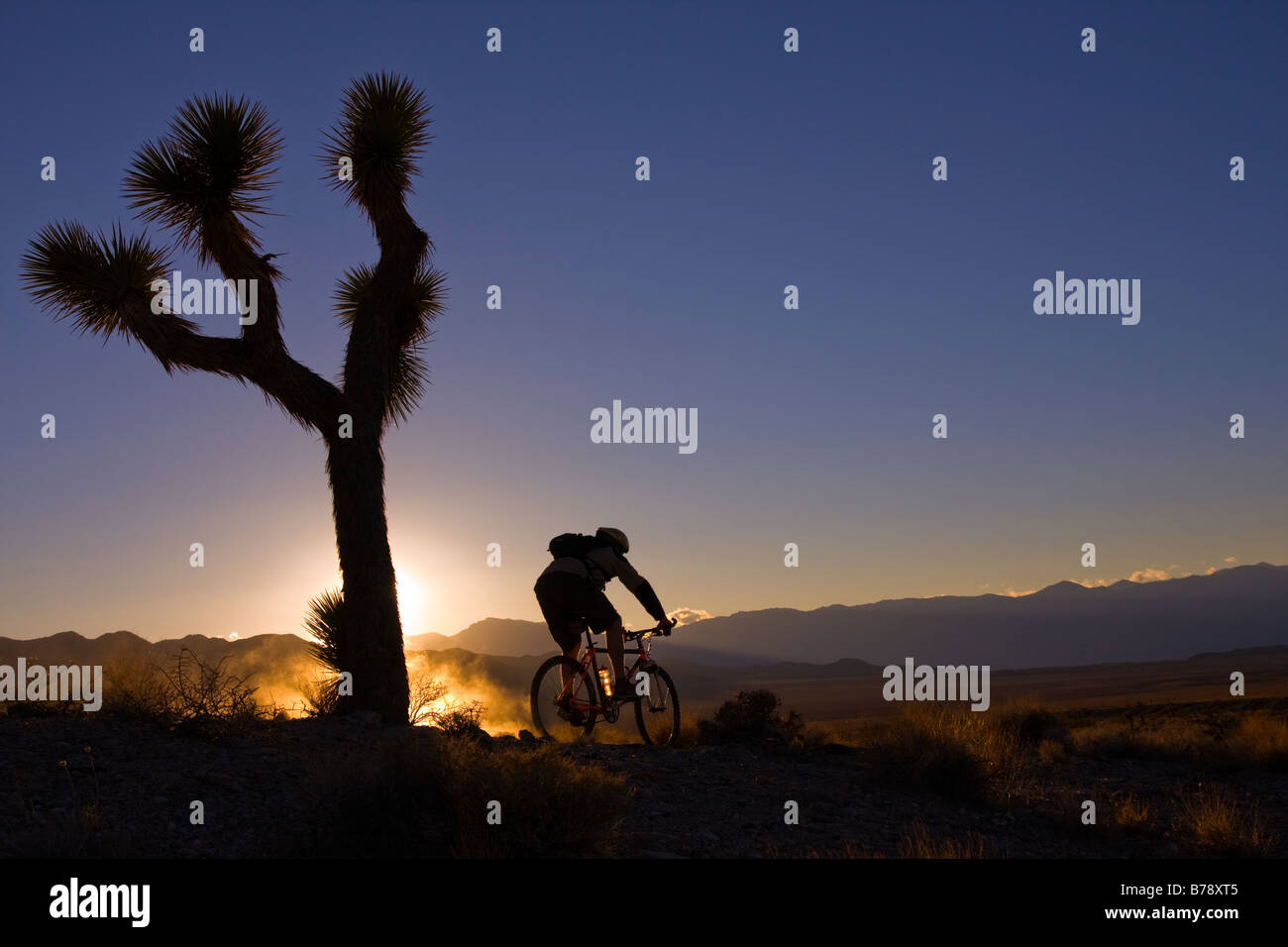 La silhouette d'un motard par un Joshua Tree au coucher du soleil près de Lone Pine en Californie Banque D'Images