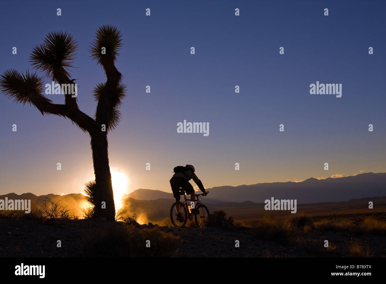 La silhouette d'un motard par un Joshua Tree au coucher du soleil près de Lone Pine en Californie Banque D'Images
