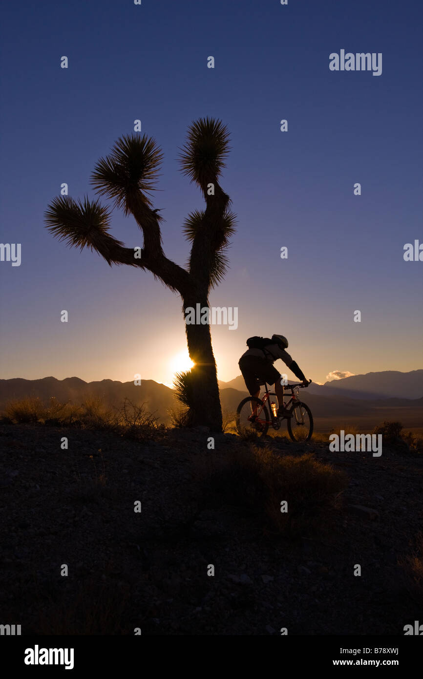 La silhouette d'un motard par un Joshua Tree au coucher du soleil près de Lone Pine en Californie Banque D'Images