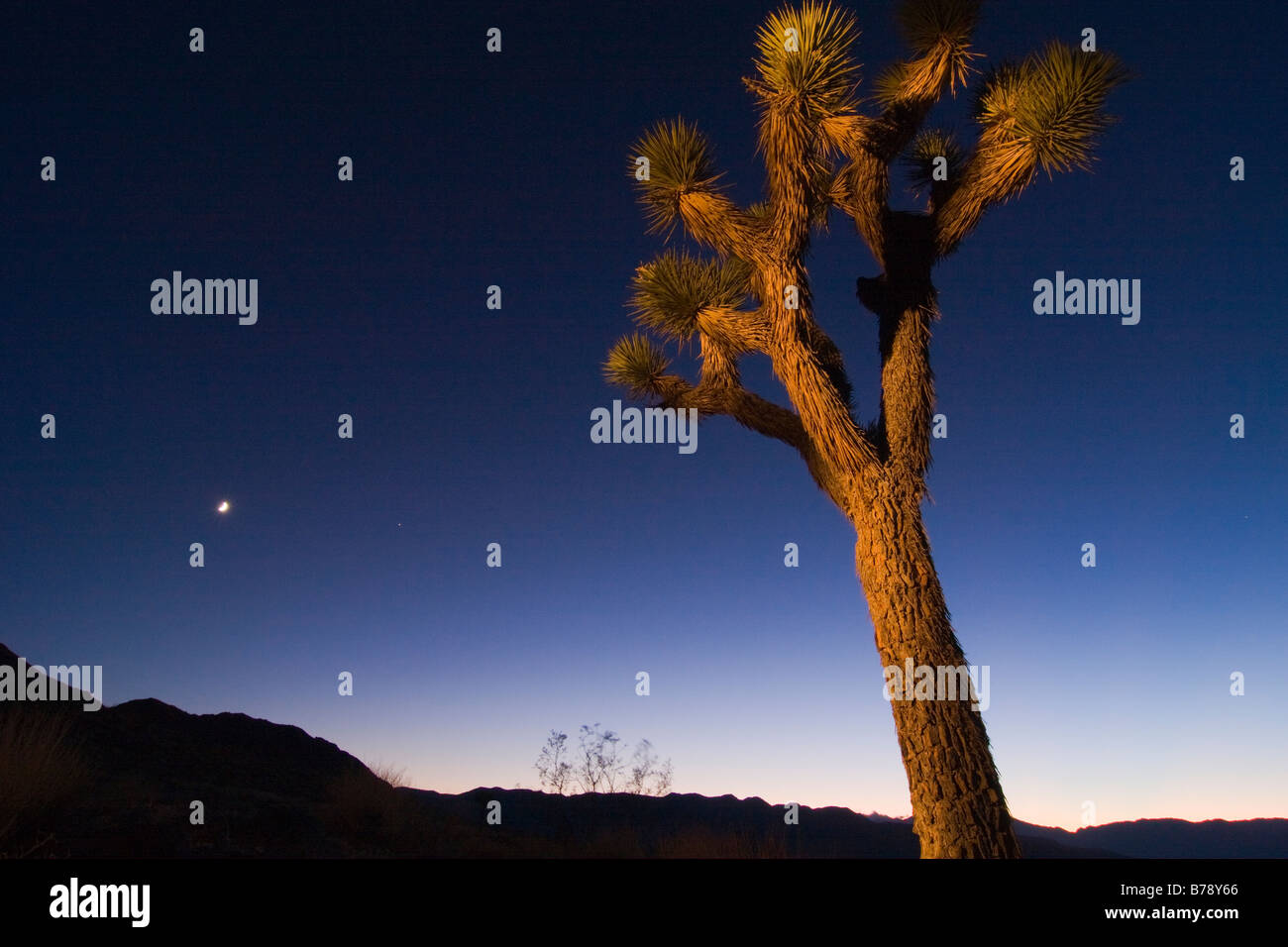 Un Joshua Tree peint avec une lampe au coucher du soleil près de Lone Pine en Californie Banque D'Images
