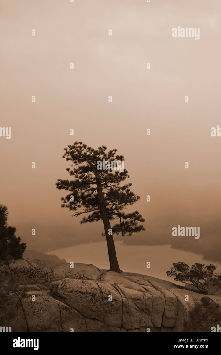 Lone Pine Tree un sépia au-dessus du lac près de Truckee Donner en Californie Banque D'Images