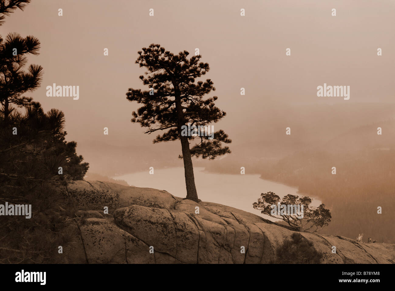 Lone Pine Tree un sépia au-dessus du lac près de Truckee Donner en Californie Banque D'Images
