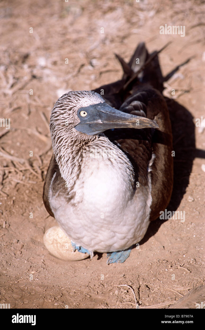 Fou à pieds bleus (Sula nebouxii), de couvaison Insel Espanola, des îles Galapagos, îles