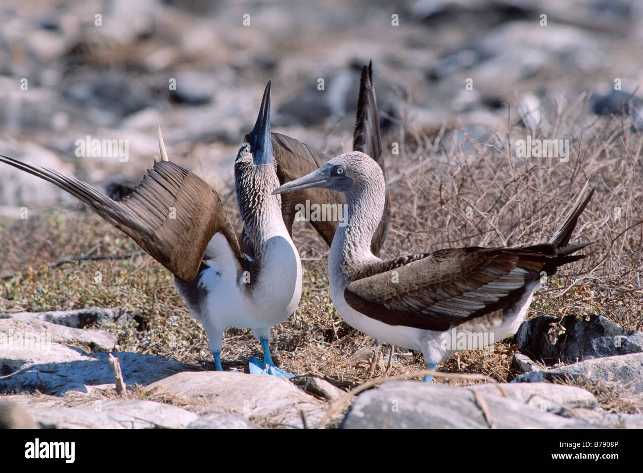 Fou à pieds bleus (Sula nebouxii) Paire de danse de cour, Insel Espanola, des îles Galapagos, îles Galapagos, en Équateur, l'Ame Banque D'Images