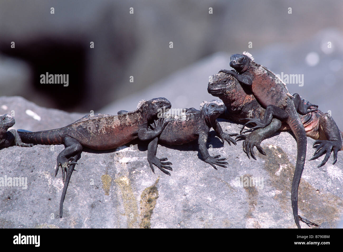 L'Iguane marin rouge (Amblyrhynchus cristatus), bains de soleil, d'Espanola Island, îles Galapagos, Equateur, Amérique du Sud Banque D'Images