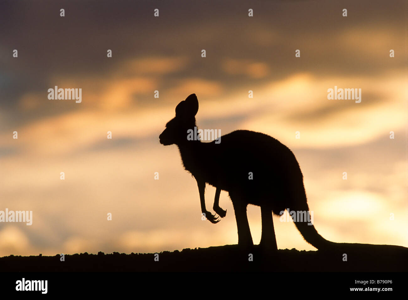Le kangourou gris (Macropus giganteus) dans le coucher du soleil, Mungo National Park, New South Wales, Australie Banque D'Images