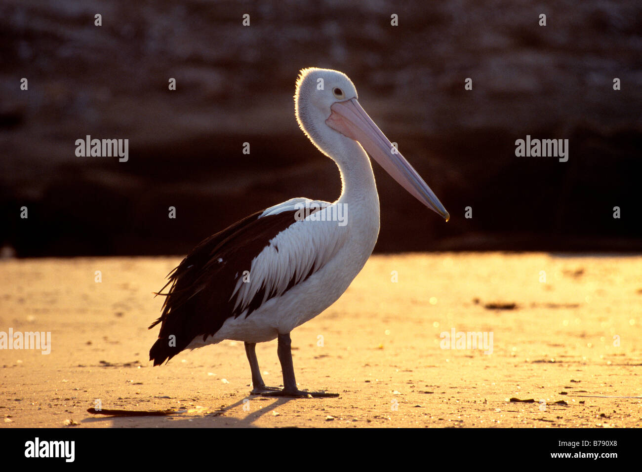 Australian pelican (Pelecanus conspillatus) en contre-jour, Bundjalung National Park, New South Wales, Australie Banque D'Images