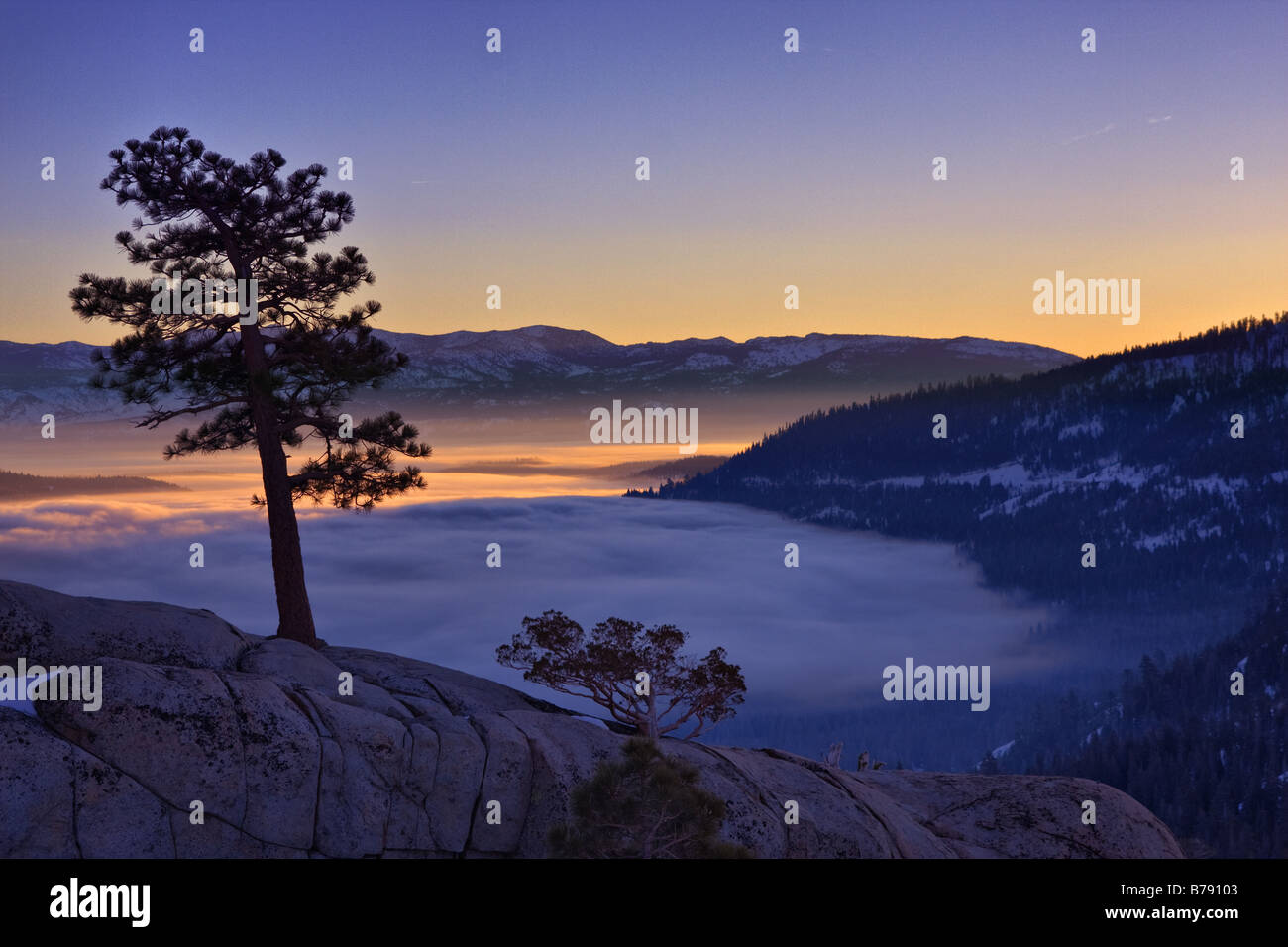 Une silhouette d'un pin au lever du soleil au-dessus d'un lac brumeux Donner en Californie Banque D'Images