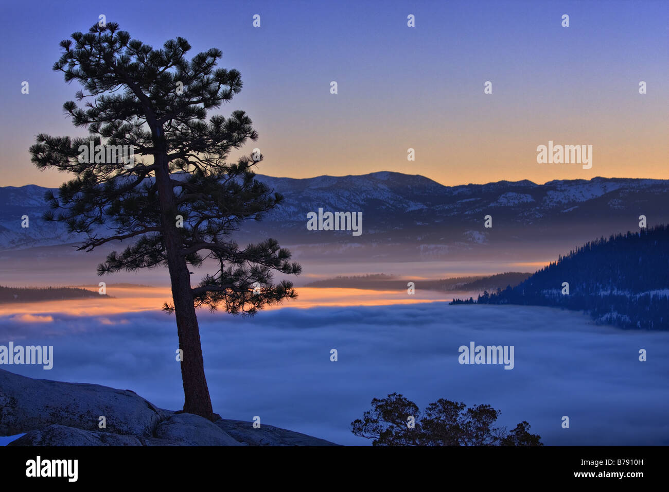 Une silhouette d'un pin au lever du soleil au-dessus d'un lac brumeux Donner en Californie Banque D'Images