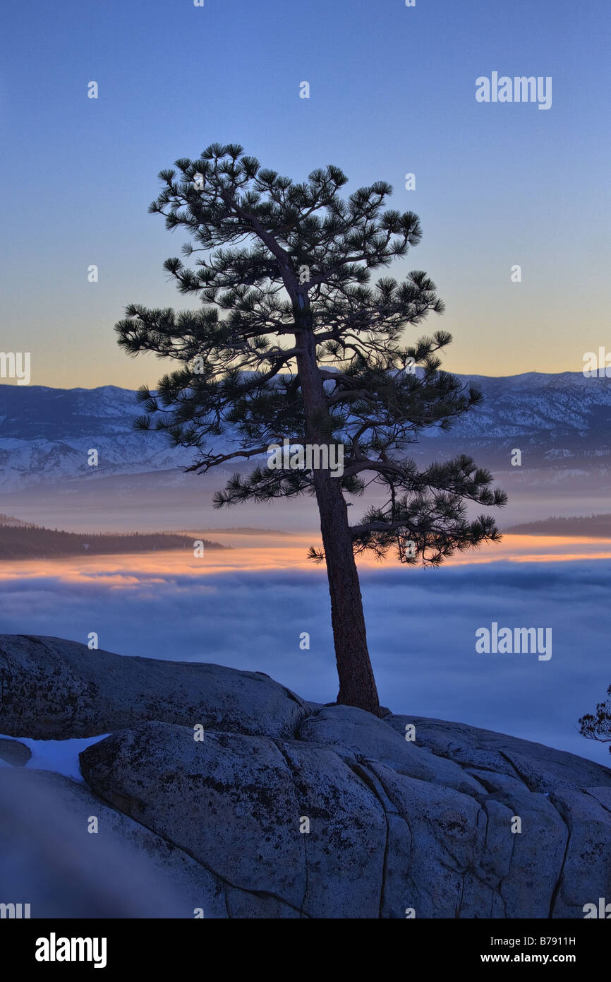 Une silhouette d'un pin au lever du soleil au-dessus d'un lac brumeux Donner en Californie Banque D'Images