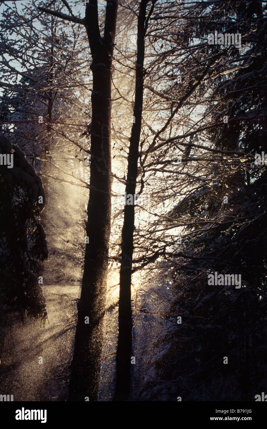 La neige qui tombe des arbres, Tyrol du Nord, l'Autriche, Europe Banque D'Images