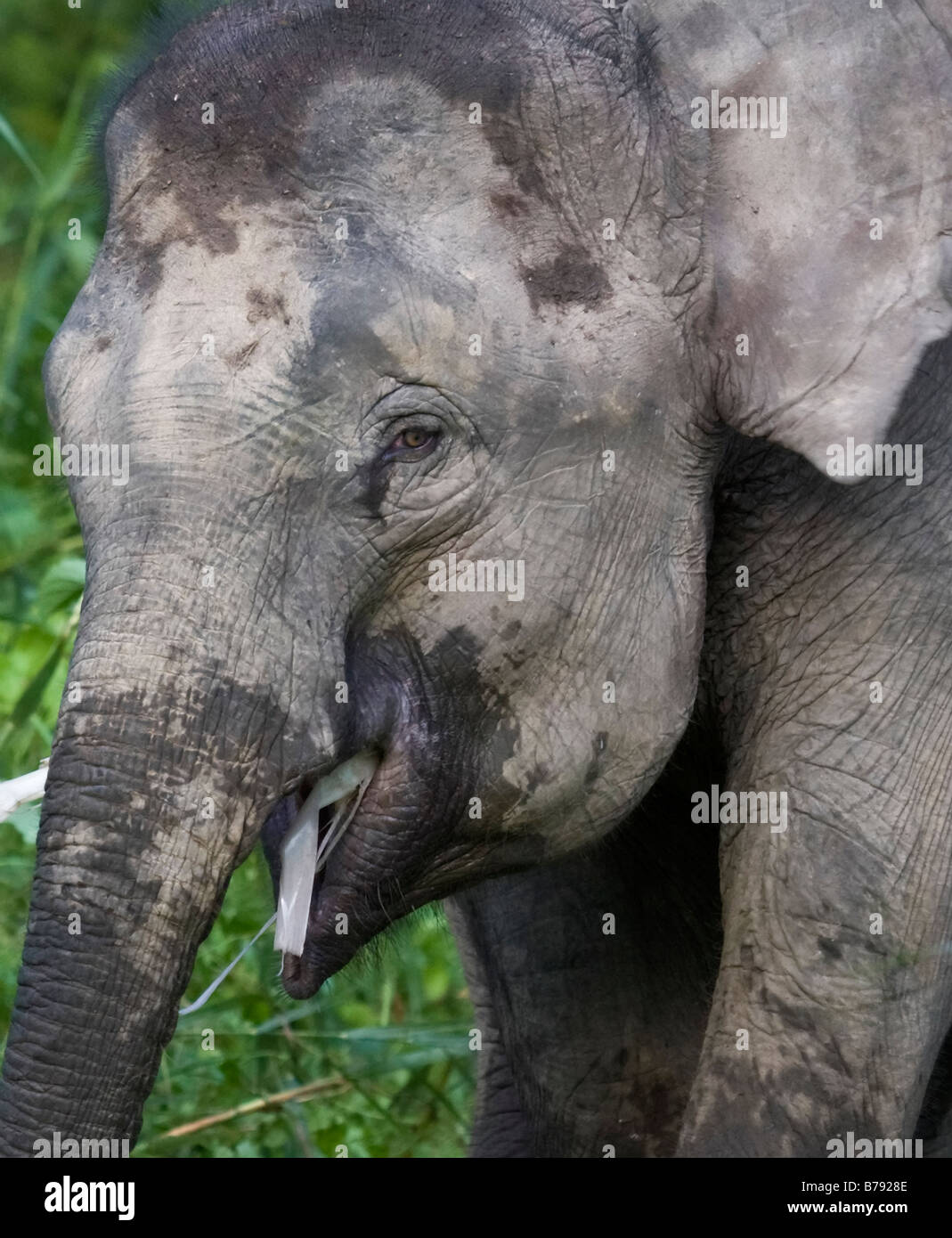 Eléphant pygmée (Elepha maximus borneensis) en train de manger. Kinabatang, Bornéo, Sarawak. Banque D'Images