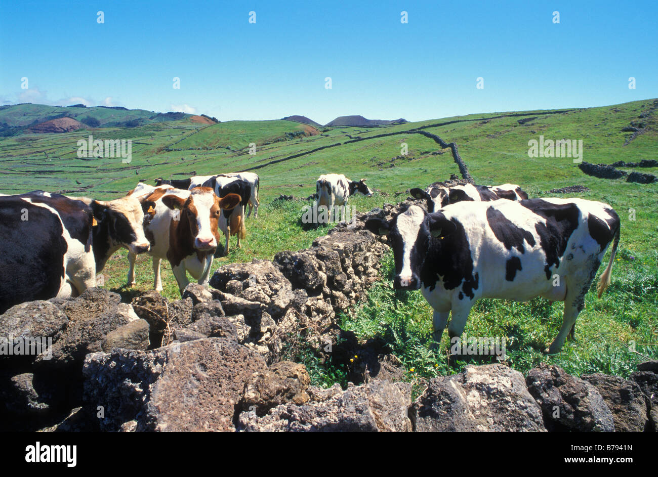 Le bétail, le plateau de la Meseta de Nisdafe, l'île de El Hierro, Îles Canaries, Espagne, Europe Banque D'Images