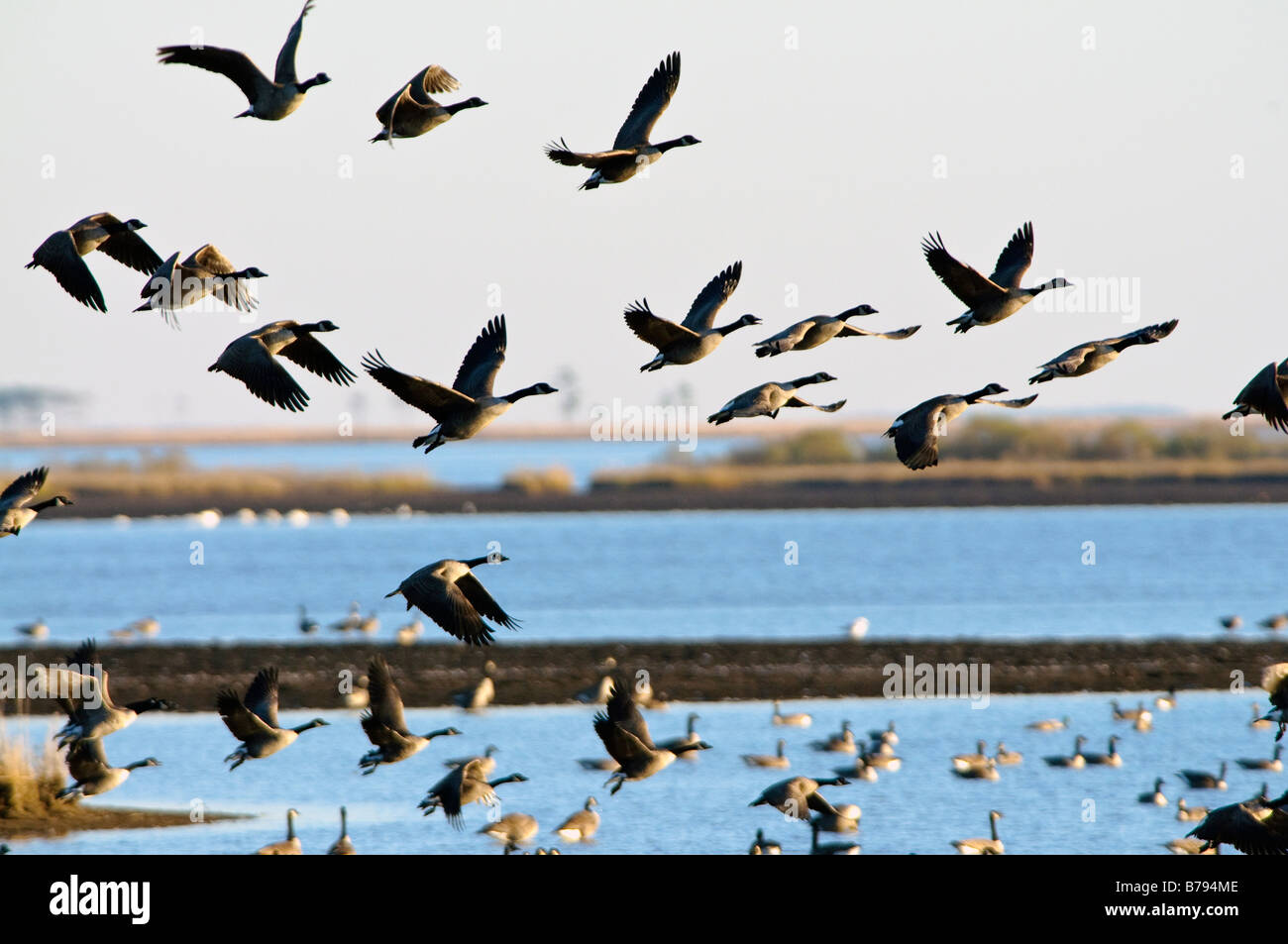 La bernache du Canada Branta canadensis, Blackwater National Wildlife Refuge, Cambridge, comté de Dorchester, Maryland. Banque D'Images