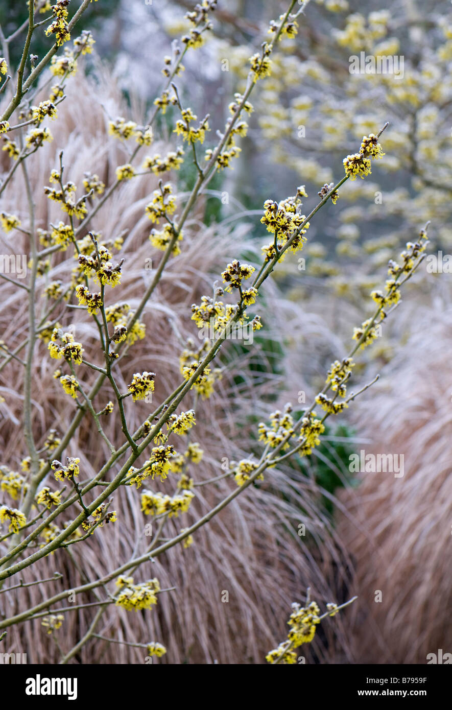 Hamamelis x intermedia Pallida givré Banque D'Images