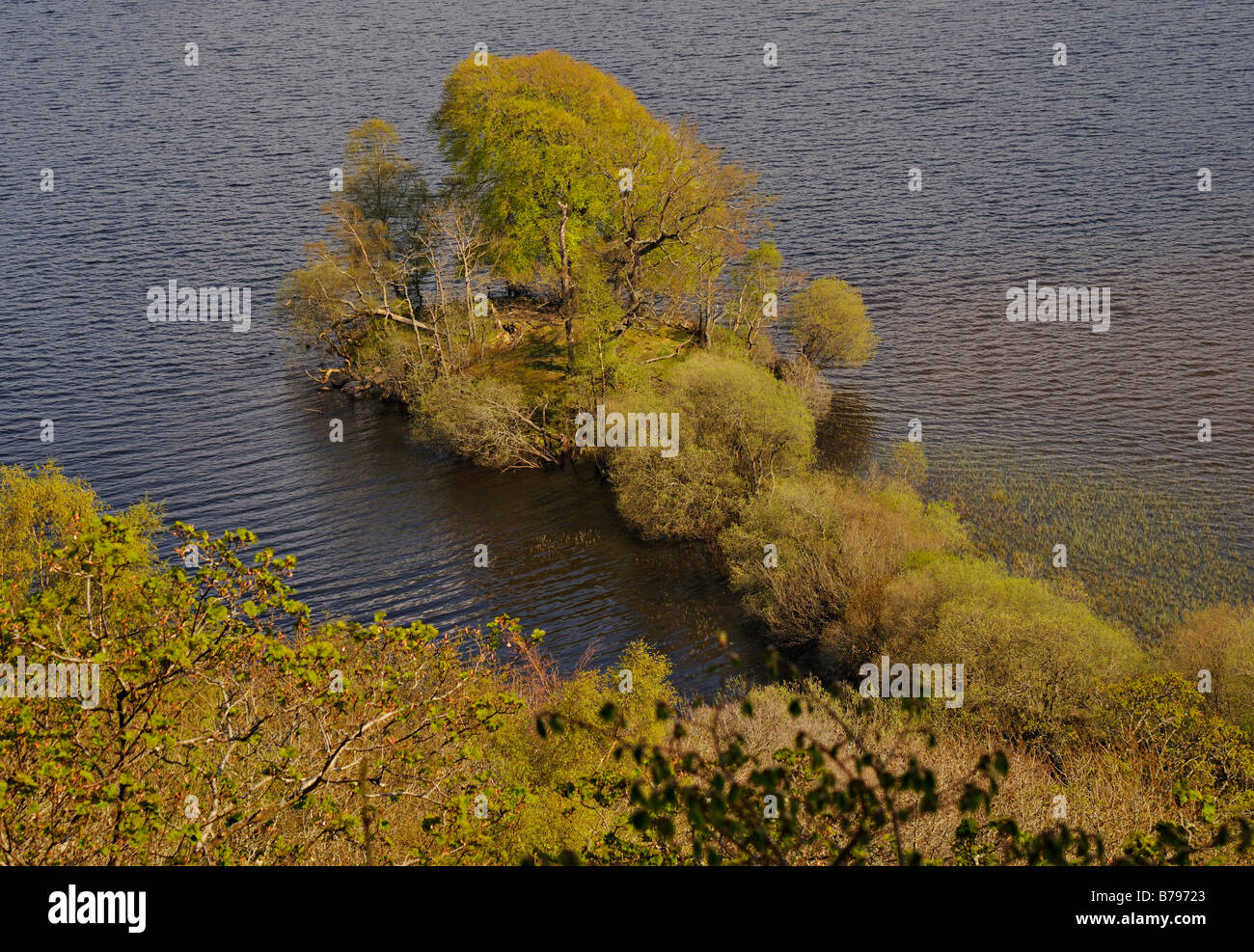 L'ancienne île artificielle ou Loch Tay crannog dans le Perthshire et boisé maintenant avec la connexion de causeway recouverte de buissons Ecosse Banque D'Images