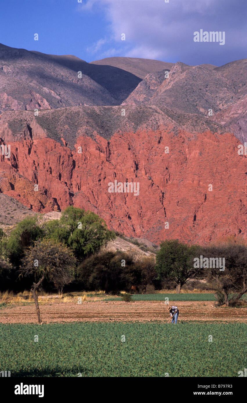 Exploitant agricole travaillant dans le champ près de Uquia, Quebrada de Humahuaca, Argentine Banque D'Images