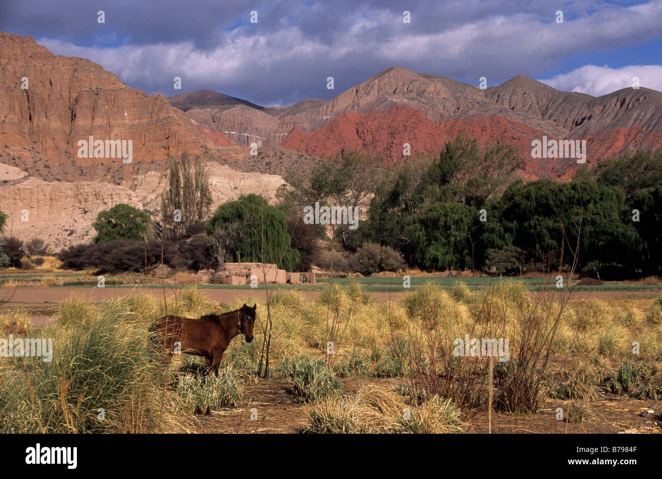 Cheval dans le champ de Cortaderia pampas herbe et collines rocheuses colorées près d'Uquia, Quebrada de Humahuaca, Argentine Banque D'Images