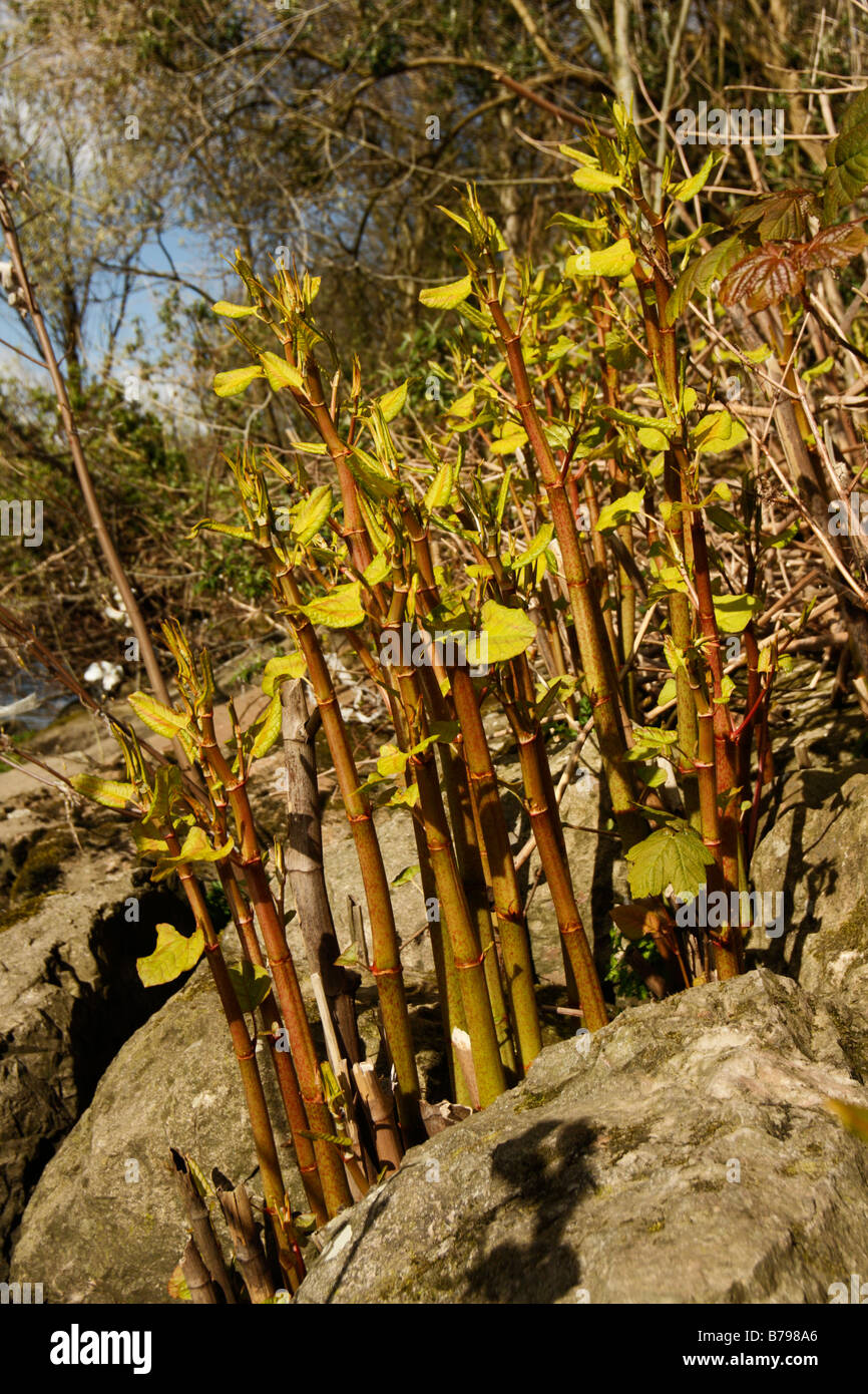 La renouée du Japon, Reynoutria japonica, poussant jusqu'à travers les rochers au printemps, le Pays de Galles, Royaume-Uni Banque D'Images