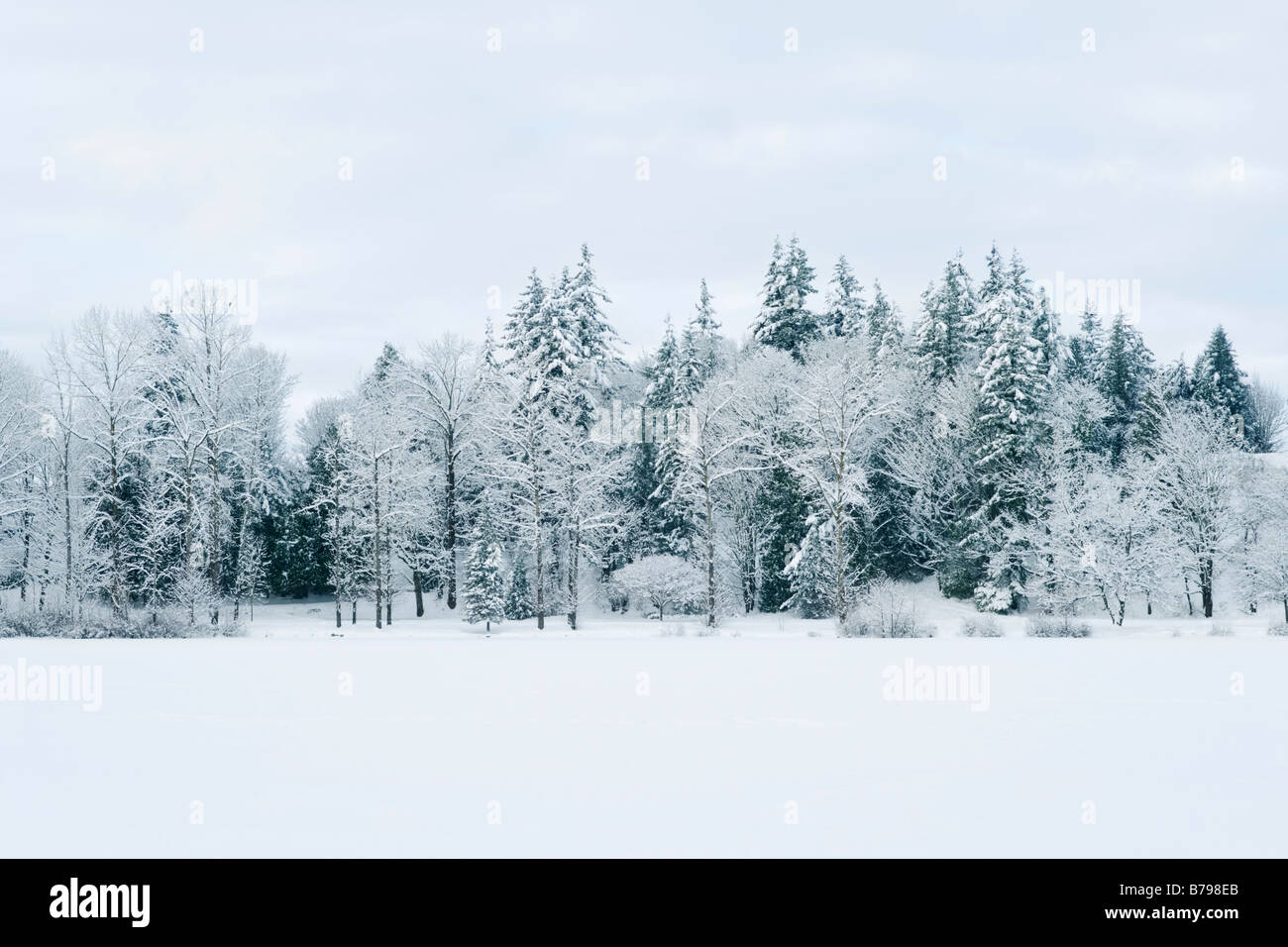 Arbres couverts de neige dans le lac Mill ligne Abbotsford BC Canada Banque D'Images