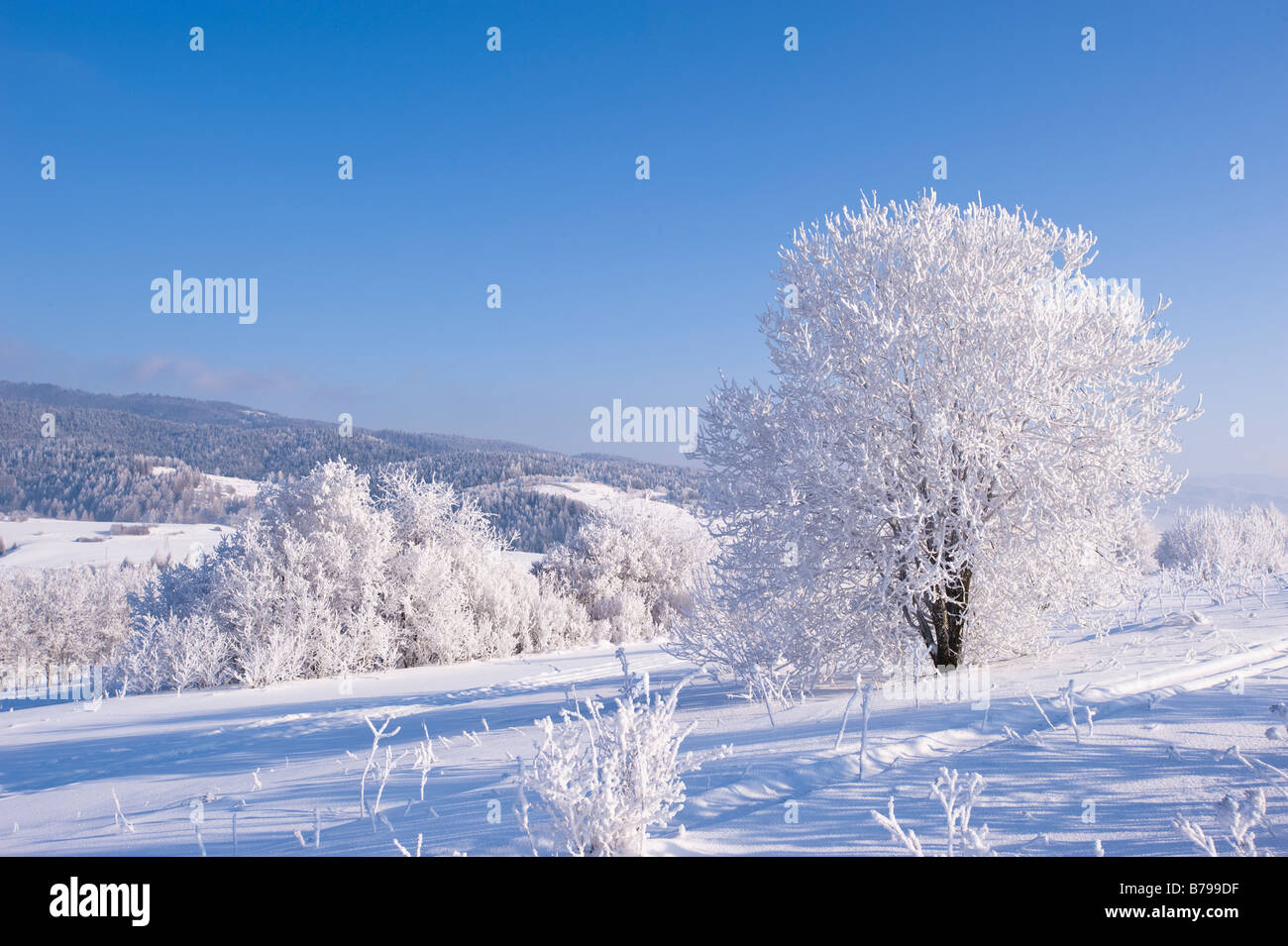 Paysage rural couvertes de neige Montagnes Tatra Région Podhale Pologne Banque D'Images