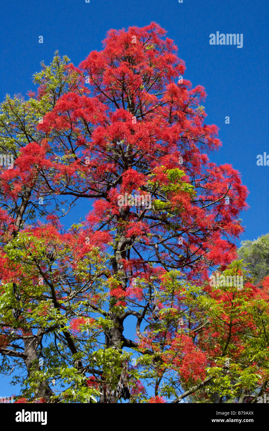 Flame Tree australienne (brachychiton acerifolius) Banque D'Images