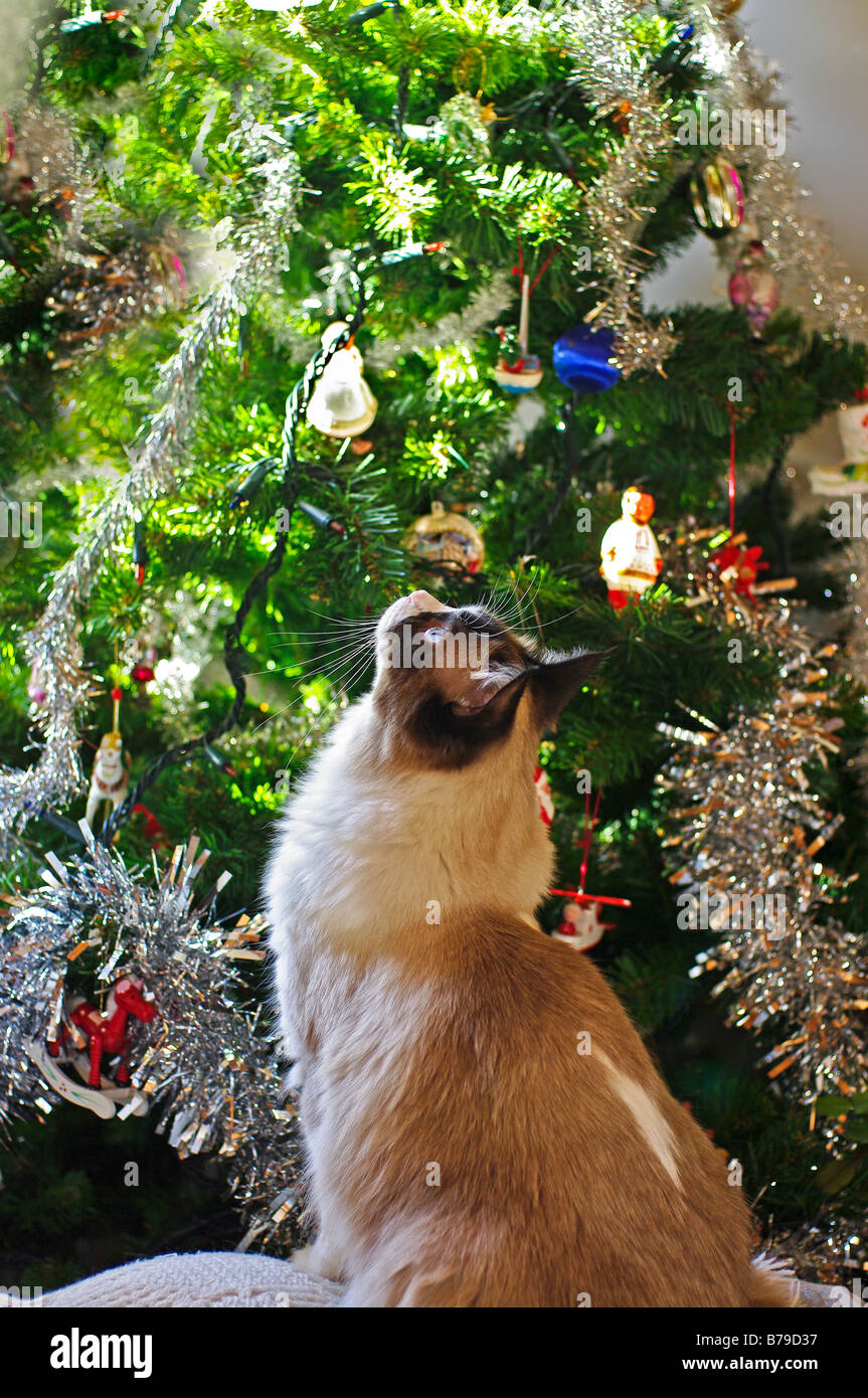 Unposed photo d'un jeune chat Ragdoll enchanté par arbre de Noël et décorations Banque D'Images
