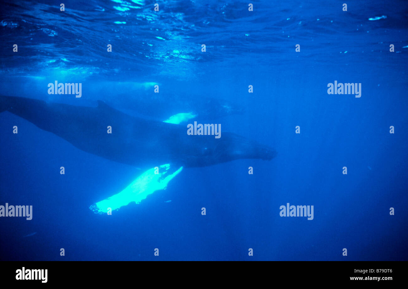 Baleine à bosse, sous l'eau Banque D'Images